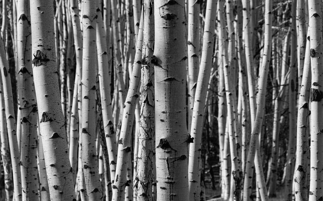 Aspen Trunks (Black & White), Chama, NM