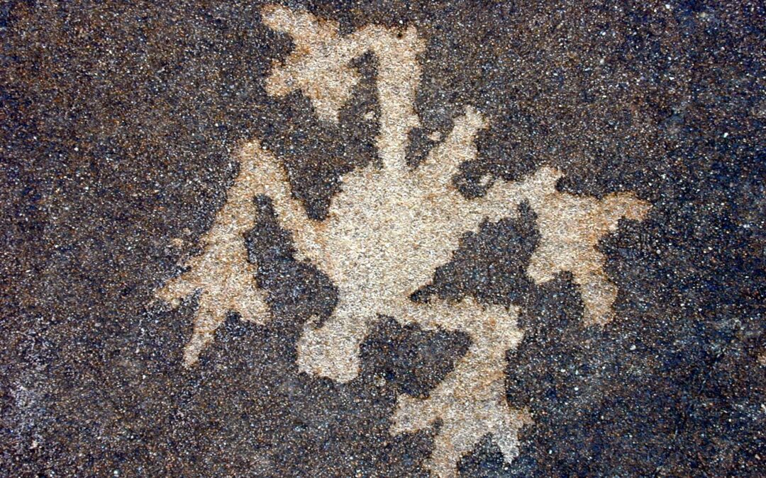 Frog, Ojito Wilderness, NM