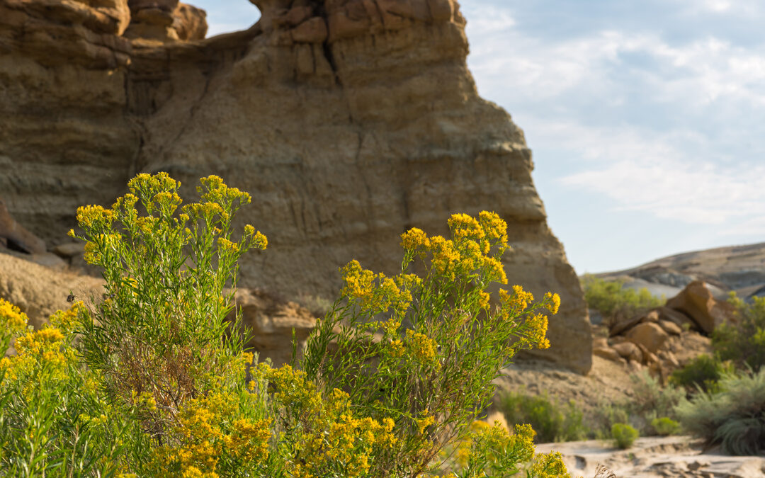 Rabbit Brush and Sandstone Pillar