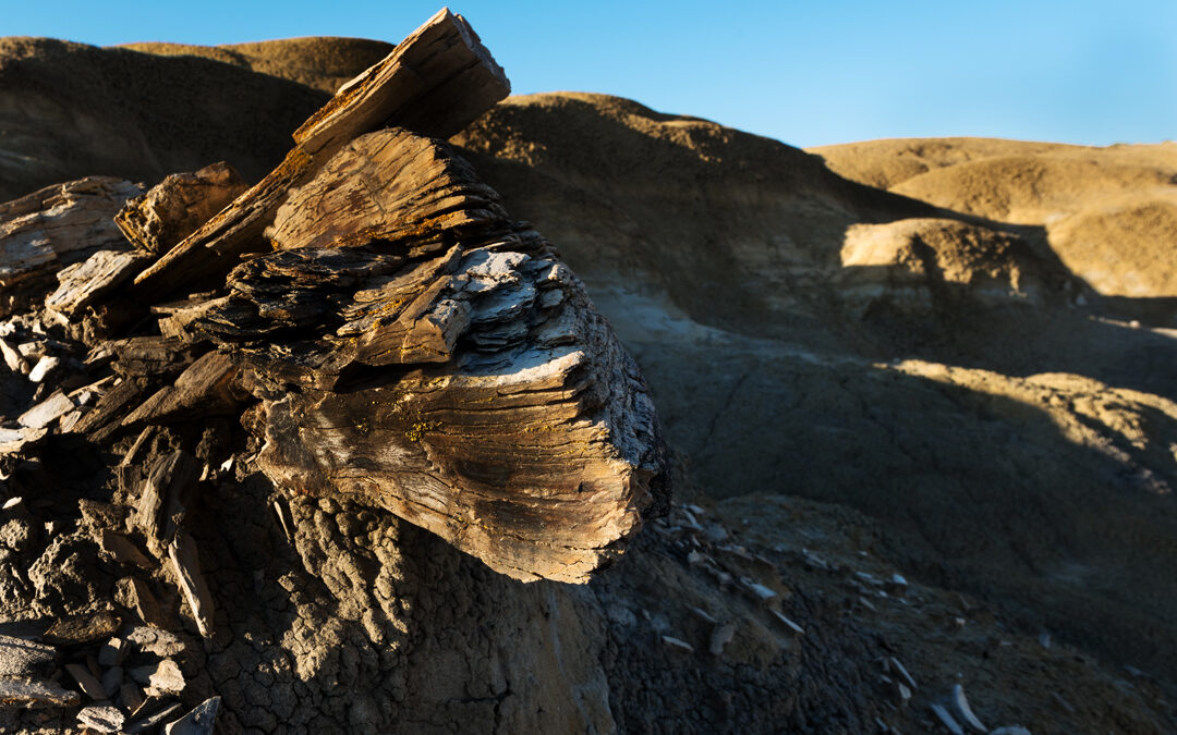 Burnham NM Badlands Petrified Wood Log