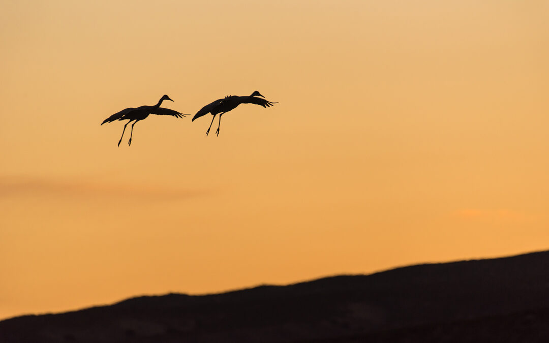 Sandhill Cranes, Bosque del Apache, NM