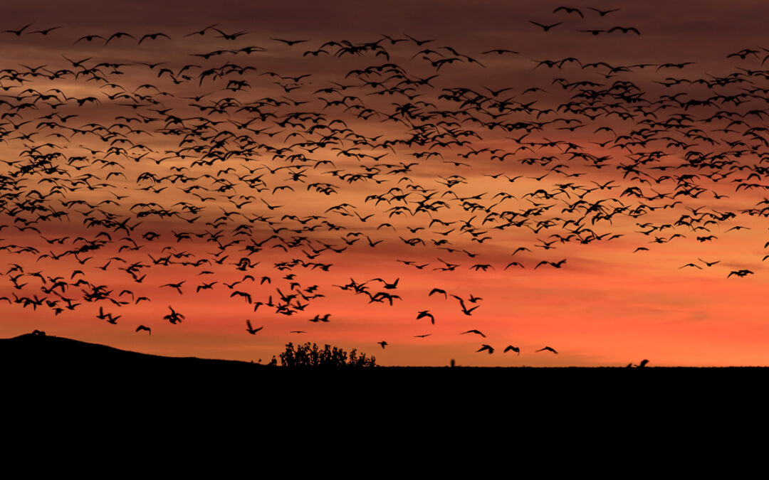 Morning Rush, Bosque del Apache, NM