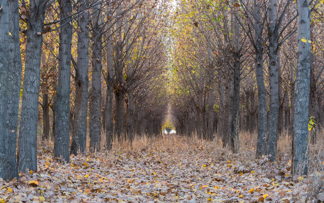 Tree Farm, NAPI Farm, San Juan County, NM