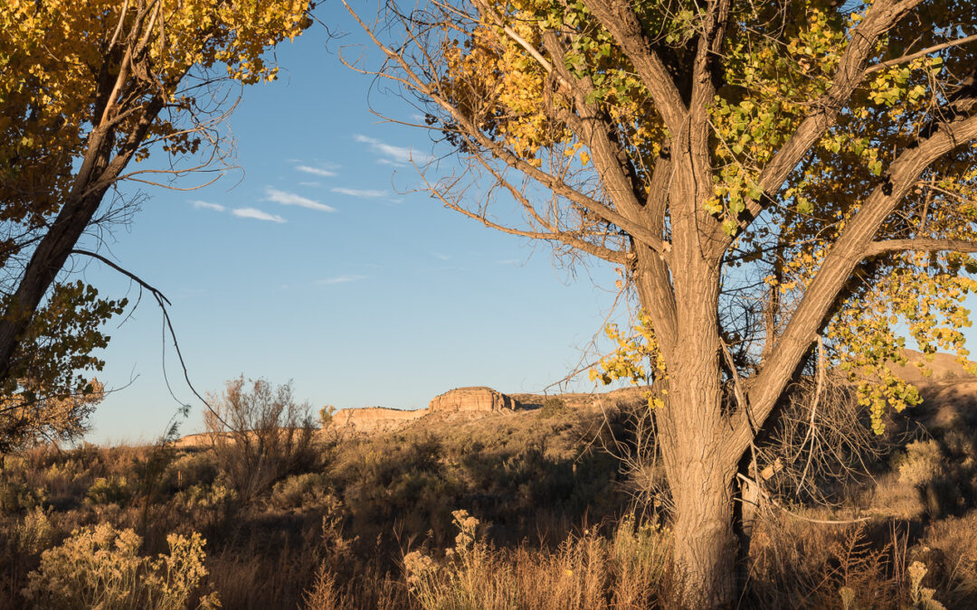 Cottonwoods and La Plata River Bluffs NM